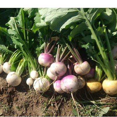 Dvegeの秋の野菜セット