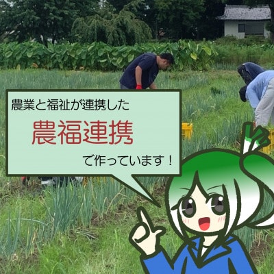 越津ねぎ　3kg
