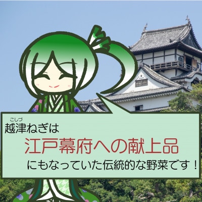 越津ねぎ　5kg