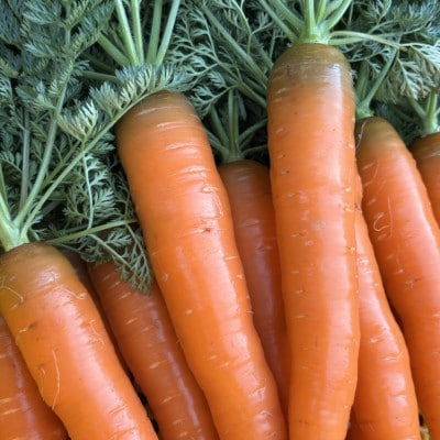 【Hello!農園直送】秋のおまかせ野菜セット(5～7品)　栽培期間中農薬・化学肥料不使用