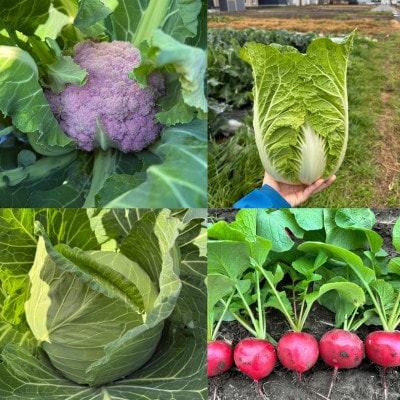 【Hello!農園直送】旬のおまかせ野菜セット(5～7品)　栽培期間中農薬・化学肥料不使用