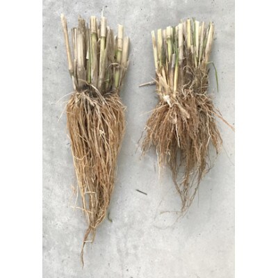 【さとふる限定】愛知県産『天寿』精米5kg　栽培期間中農薬・肥料・除草剤不使用