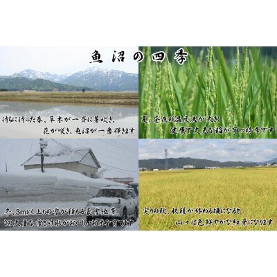「令和6年産　」農産物検査員お奨め、魚沼産こしひかり(精米)12kg(3kg×4)
