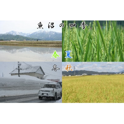 【令和8年産】農産物検査員お奨め、魚沼産こしひかり(精米)10kg(5kg×2袋)