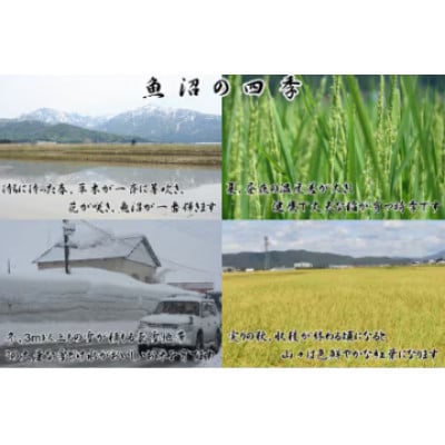 【令和8年産先行受付】農産物検査員お奨め、魚沼産こしひかり(精米)3kg