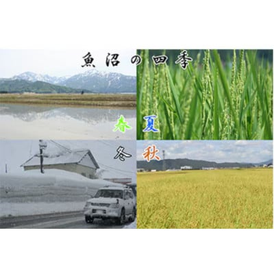 【毎月定期便】農産物検査員お奨め　魚沼産こしひかり(精米)5kg全12回