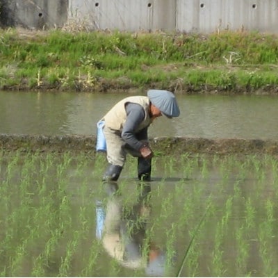 【2024年2月上旬発送】5年産お米マイスター厳選魚沼産こしいぶき100%精米10k(5kg×2)