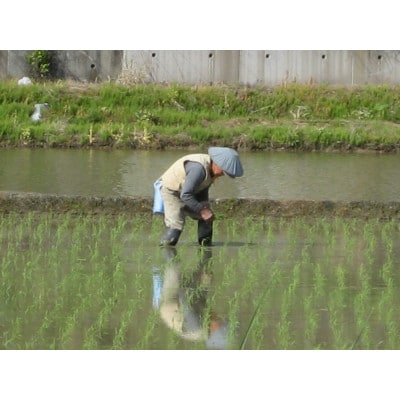 【令和8年産先行受付】お米マイスター厳選　魚沼産こしいぶき100%(精米)10kg(5kg×2袋)