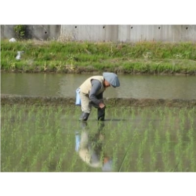 【毎月定期便】お米マイスター厳選　魚沼産コシヒカリ(無洗米)3kg全6回