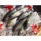 魚沼の虹ます(ニジマス)　冷凍12尾入