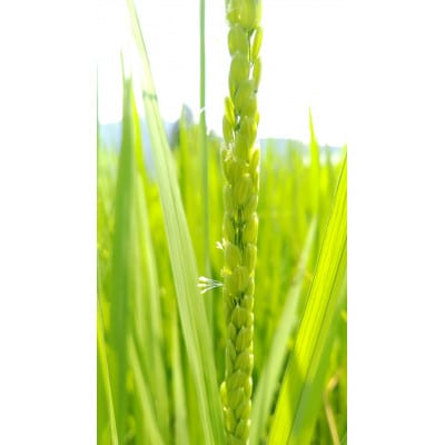 令和8年産【無洗米】「米食味鑑定士　厳選」魚沼産コシヒカリ　6kg(3kg×2袋)