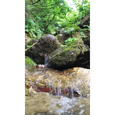 【毎月定期便】山の一番水使用　源泉有機米コシヒカリ　精米5kg全12回