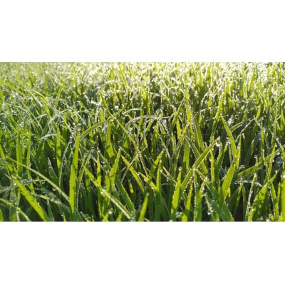 【毎月定期便】【無洗米】「米食味鑑定士　厳選」魚沼産コシヒカリ5kg全3回