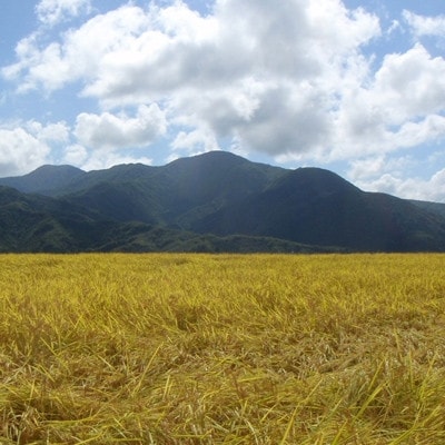 【毎月定期便】ツバメの飛び交う棚田米 精米2kg全3回