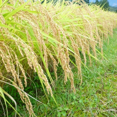 【令和6年産】魚沼産コシヒカリ「惣五郎」 精米5kg