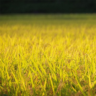 令和7年産【魚沼コシヒカリ】鳥屋ヶ峰山麓米 5kg (精米5kg×1袋)