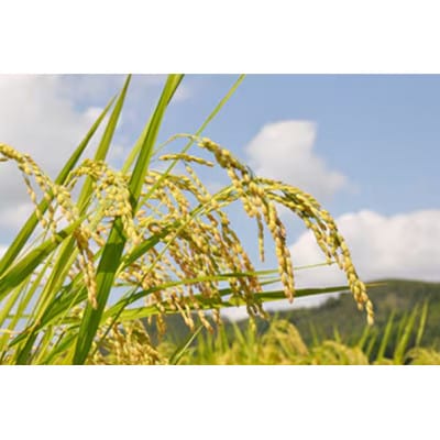 【毎月定期便】天下一コシヒカリ(精米)5kg全6回