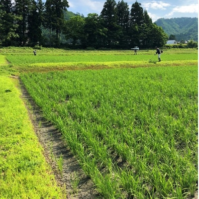【毎月定期便】生産者直送!魚沼産コシヒカリ雪里米(ふるさとまい) 精米 3kg×2袋全6回