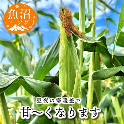 魚沼産 朝採り　とうもろこし　2色食べ比べセット　12～16本