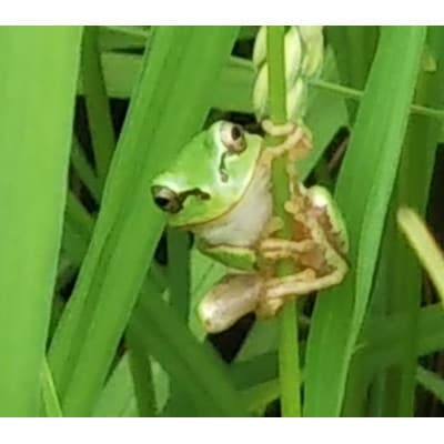 「令和6年産　」(玄米・11kg)JAS有機・生態系保全・GAP認証 魚沼産コシヒカリ