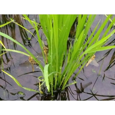 魚沼ブランド・精米5kg【栽培期間中農薬化学肥料不使用・生態系保全・再エネ】魚沼コシヒカリ