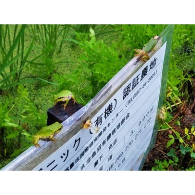 魚沼ブランド・精米5kg【栽培期間中農薬化学肥料不使用・生態系保全・再エネ】魚沼コシヒカリ