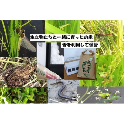 【魚沼ブランド】精米10kg【農薬化学肥料栽培期間中不使用・エコファーマー】魚沼産コシヒカリ