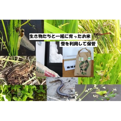 【魚沼ブランド】玄米5kg【JAS認証有機栽培・エコファーマー】魚沼産コシヒカリ