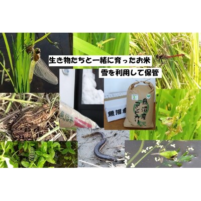 【魚沼ブランド】玄米10kg【JAS認証有機栽培・エコファーマー】魚沼産コシヒカリ