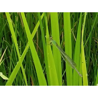【魚沼ブランド】玄米10kg【JAS認証有機栽培・エコファーマー】魚沼産コシヒカリ