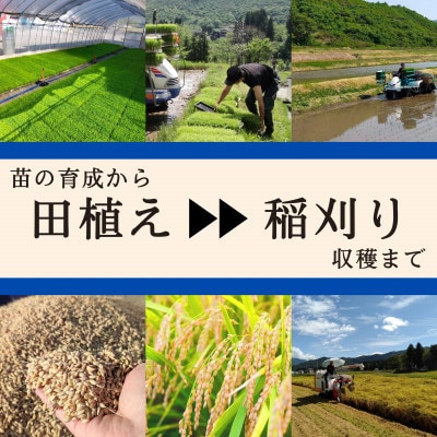 【毎月定期便】【無洗米5kg】ブランド米 魚沼産コシヒカリ全12回