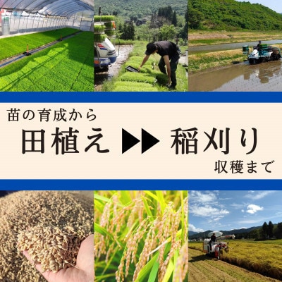 【毎月定期便】【精米5kg】ブランド米 魚沼産コシヒカリ全12回