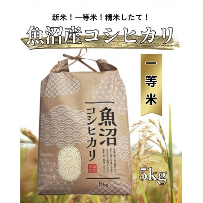 【令和7年度産】魚沼産コシヒカリ 精米 5kg 一等米