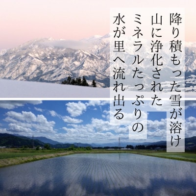 【令和7年度産】魚沼産コシヒカリ 精米 5kg 一等米