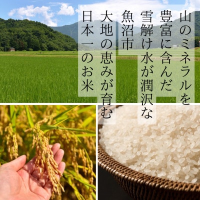 【令和7年度産】魚沼産コシヒカリ 精米 5kg 一等米