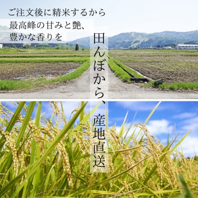 【令和7年度産】魚沼産コシヒカリ 精米 5kg 一等米