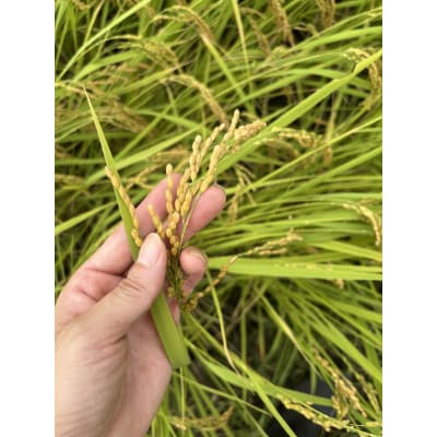 【令和8年産 新米 先行受付】特別栽培米 魚沼産コシヒカリ[玄米]30kg