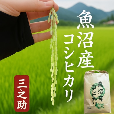 【令和8年産 新米 先行受付】三之助　特別栽培米 魚沼産コシヒカリ (精米) 5kg
