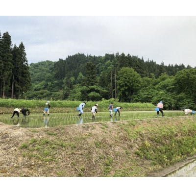 【令和8年産 新米 先行受付】三之助　特別栽培米 魚沼産コシヒカリ (精米) 5kg