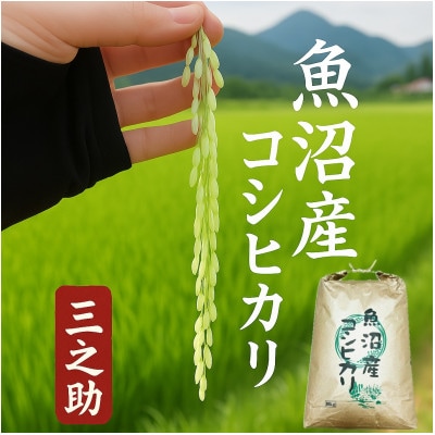 【令和8年産 新米 先行受付】三之助 特別栽培米 魚沼産コシヒカリ(精米) 10kg