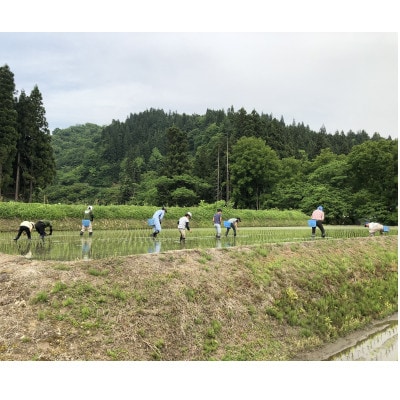 【令和8年産 新米 先行受付】三之助 特別栽培米 魚沼産コシヒカリ(精米) 10kg