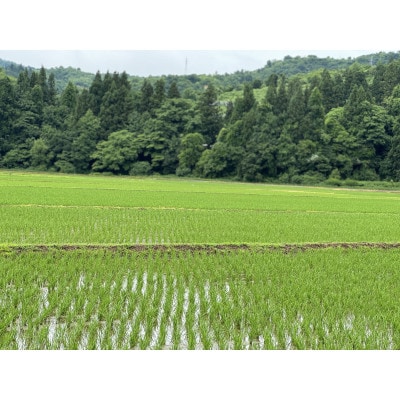 《無洗米》【新米　令和8年産】【食味鑑定士厳選】　新潟県魚沼市産こしひかり　5kg(5kg×1)