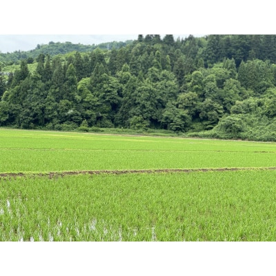 【毎月定期便】《無洗米》【食味鑑定士厳選】　新潟県魚沼市産こしひかり　5kg(5kg×1)全3回