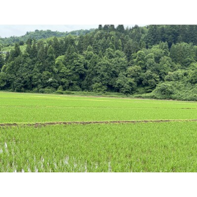 【毎月定期便】《無洗米》【食味鑑定士厳選】　新潟県魚沼市産こしひかり　10kg(5kg×2)全3回