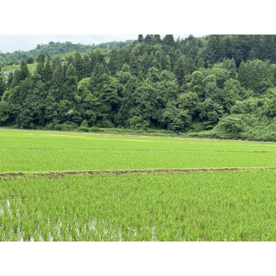 【毎月定期便】【食味鑑定士厳選】　新潟県魚沼市産こしひかり　20kg(5kg×4)全6回