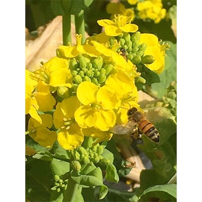 【大阪能勢特産】 能勢の花々のはちみつ 4個セット