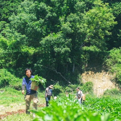 『大阪能勢産』　農家直送!べじたぶるぱーくの旬の新鮮野菜詰合せ　Mセット(7～8種類)　