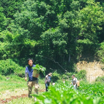 【発送月固定定期便】大阪能勢産　べじたぶるぱーくの新鮮野菜詰合せLセット(10種類)　下旬全12回
