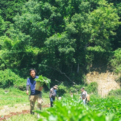 【発送月固定定期便】『大阪能勢産』べじたぶるぱーくの新鮮野菜詰合せMセット(7～8種類)奇数月全6回