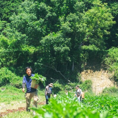 【発送月固定定期便】『大阪能勢産』べじたぶるぱーくの新鮮野菜詰合せLセット(10種類)　上旬全12回